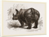 Indian Rhinoceros by Anonymous