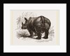 Indian Rhinoceros by Anonymous