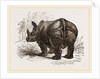 Indian Rhinoceros by Anonymous
