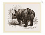 Indian Rhinoceros by Anonymous
