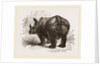 Indian Rhinoceros by Anonymous