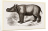 Javanese Rhinoceros by Anonymous