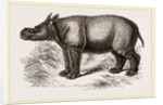 Javanese Rhinoceros by Anonymous