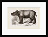Javanese Rhinoceros by Anonymous