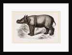 Javanese Rhinoceros by Anonymous