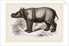 Javanese Rhinoceros by Anonymous