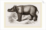 Javanese Rhinoceros by Anonymous