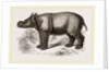 Javanese Rhinoceros by Anonymous