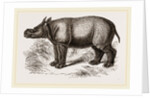 Javanese Rhinoceros by Anonymous