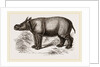 Javanese Rhinoceros by Anonymous