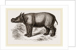 Javanese Rhinoceros by Anonymous