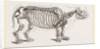 Skeleton of Rhinoceros by Anonymous