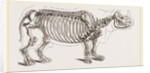 Skeleton of Rhinoceros by Anonymous