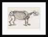 Skeleton of Rhinoceros by Anonymous