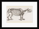 Skeleton of Rhinoceros by Anonymous