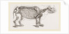 Skeleton of Rhinoceros by Anonymous