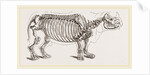 Skeleton of Rhinoceros by Anonymous