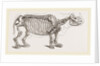 Skeleton of Rhinoceros by Anonymous