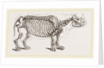 Skeleton of Rhinoceros by Anonymous