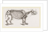 Skeleton of Rhinoceros by Anonymous