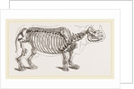 Skeleton of Rhinoceros by Anonymous