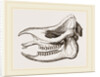 Skull of Javanese Rhinoceros by Anonymous