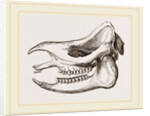 Skull of Javanese Rhinoceros by Anonymous
