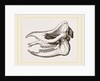 Skull of Javanese Rhinoceros by Anonymous