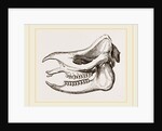 Skull of Javanese Rhinoceros by Anonymous