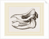 Skull of Javanese Rhinoceros by Anonymous