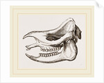 Skull of Javanese Rhinoceros by Anonymous