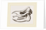Skull of Javanese Rhinoceros by Anonymous