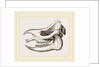 Skull of Javanese Rhinoceros by Anonymous