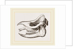 Skull of Javanese Rhinoceros by Anonymous