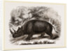 Rhinocercs Keitloa by Anonymous