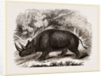 Rhinocercs Keitloa by Anonymous