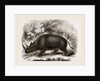 Rhinocercs Keitloa by Anonymous