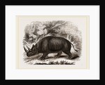 Rhinocercs Keitloa by Anonymous