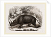 Rhinocercs Keitloa by Anonymous