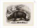 Rhinocercs Keitloa by Anonymous
