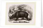Rhinocercs Keitloa by Anonymous