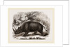 Rhinocercs Keitloa by Anonymous