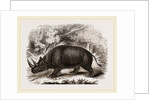 Rhinocercs Keitloa by Anonymous