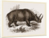 Rhinoceros Keitloa by Anonymous