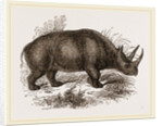 Rhinoceros Keitloa by Anonymous