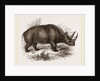 Rhinoceros Keitloa by Anonymous