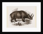 Rhinoceros Keitloa by Anonymous