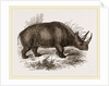 Rhinoceros Keitloa by Anonymous