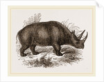 Rhinoceros Keitloa by Anonymous