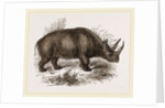 Rhinoceros Keitloa by Anonymous